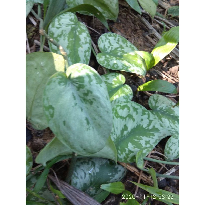 sirih gading silver/scindapsus pictus