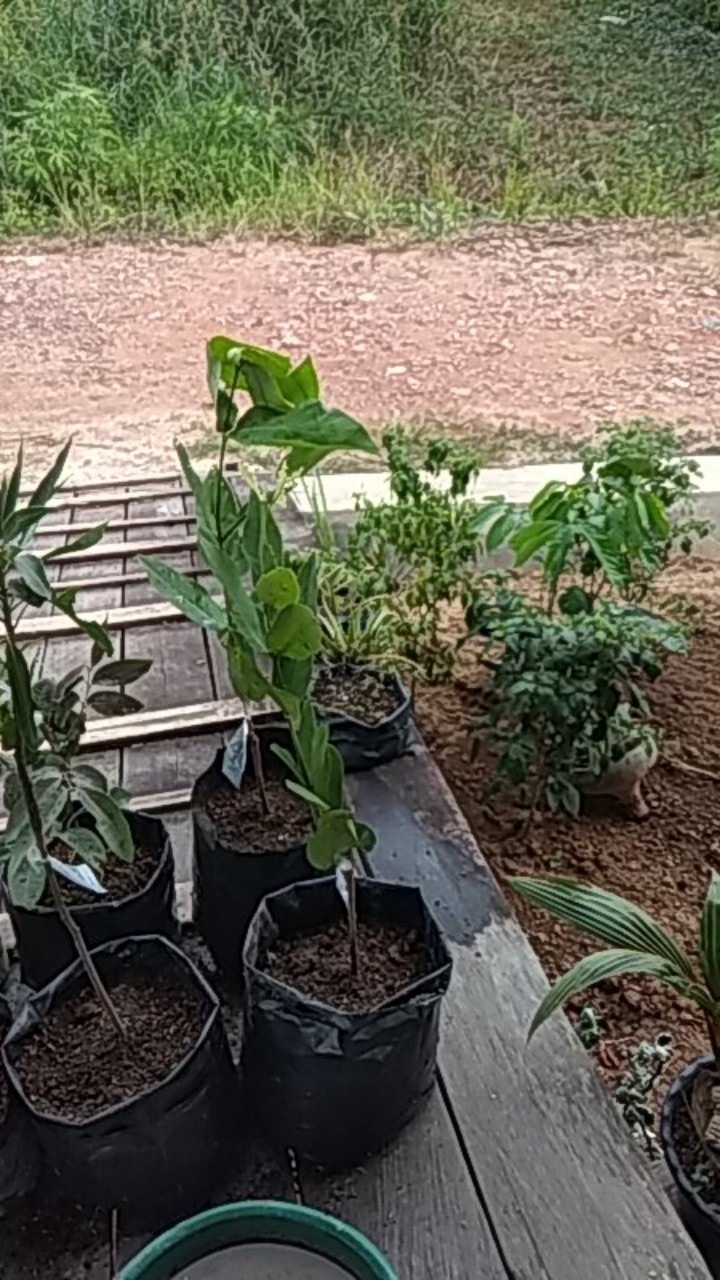 Bibit Buah Jambu Air Kingrose Supermurah