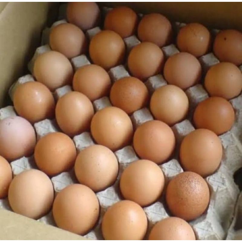 

Promo Telur Ayam ✓1Papan 30btr [1,88Kg]