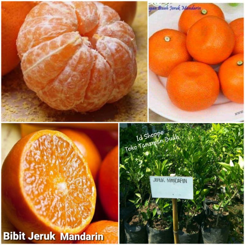 Bibit Jeruk Mandarin