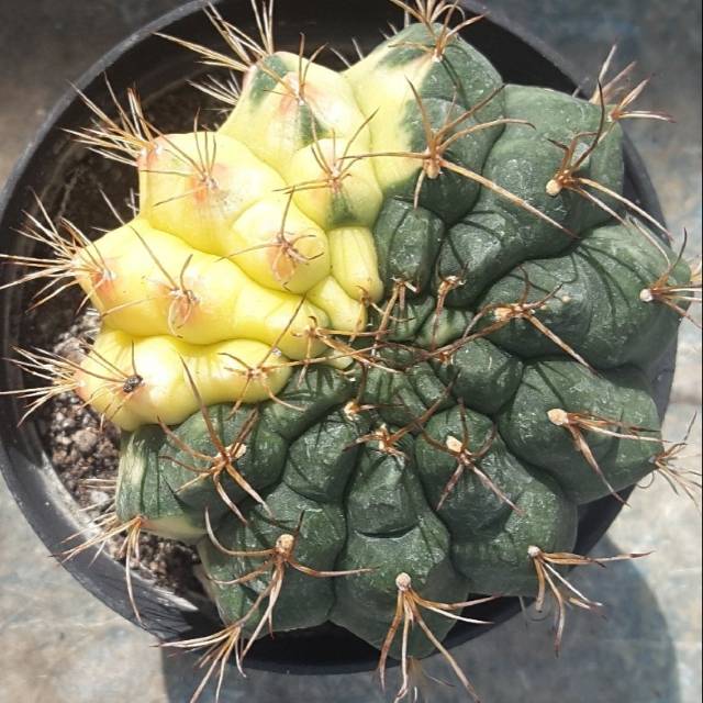 Cactus gymno variegata