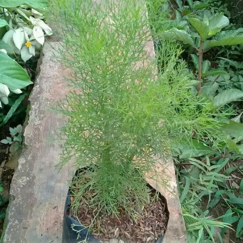 Pohon cemara air / pohon cemara / tanaman pagar