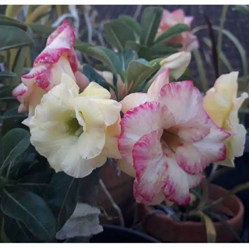 TANAMAN HIAS ADENIUM KAMBOJA JEPANG BUNGA TUMPUK ( PINK MAJESTY)