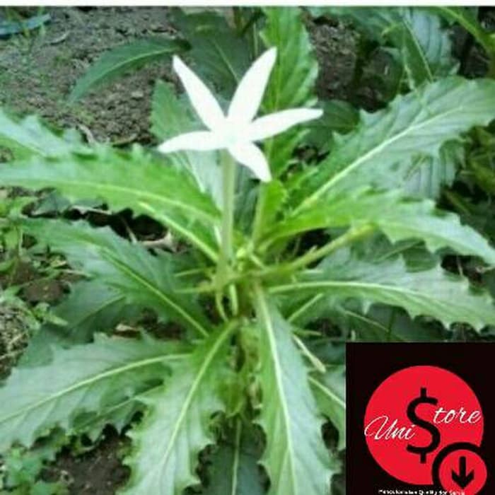 

100 GRAM KITOLOD / KI TOLOD SEGAR