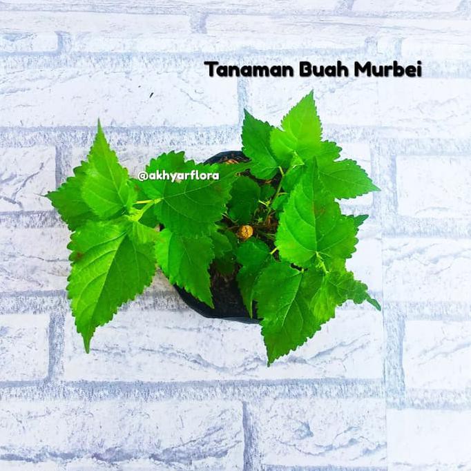 wage Tanaman Buah Murbei Bibit Buah Murbei