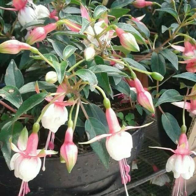 Tanaman bunga fuchsia anting india Shopee Indonesia Tanaman bunga fuchsia anting india Shopee Indonesia