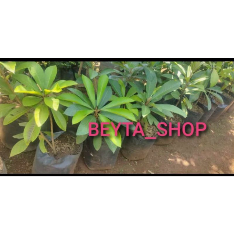 BIBIT SAWO MAME SAPOTE MAGANA