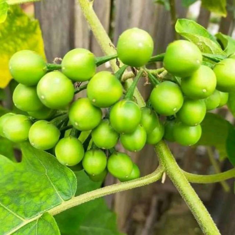 

terbaru dan termurah cepokak/takokak segar isi 500 gram