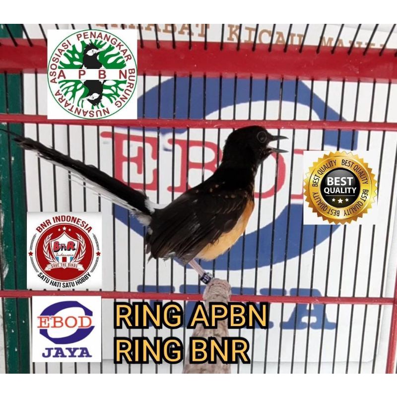 trotol murai prospek sudah bunyi double ring apbn ring BNR