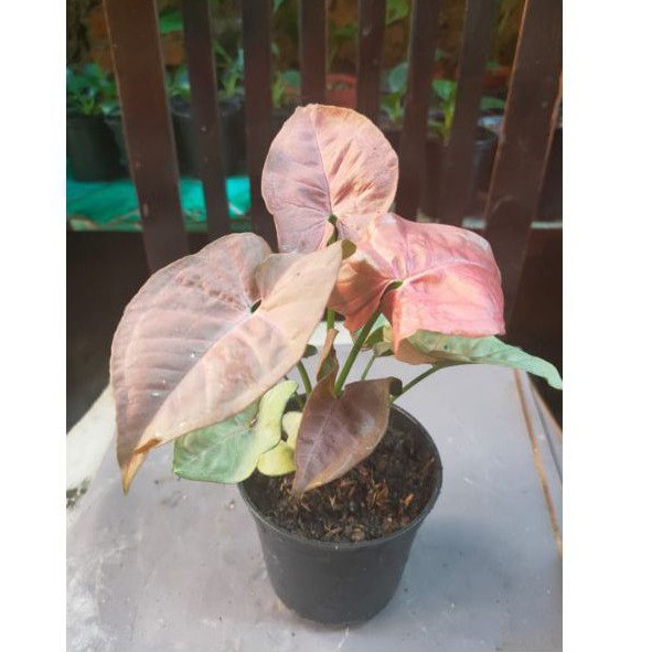 syngonium Pink Robusta - Tanaman Hias - Indoor