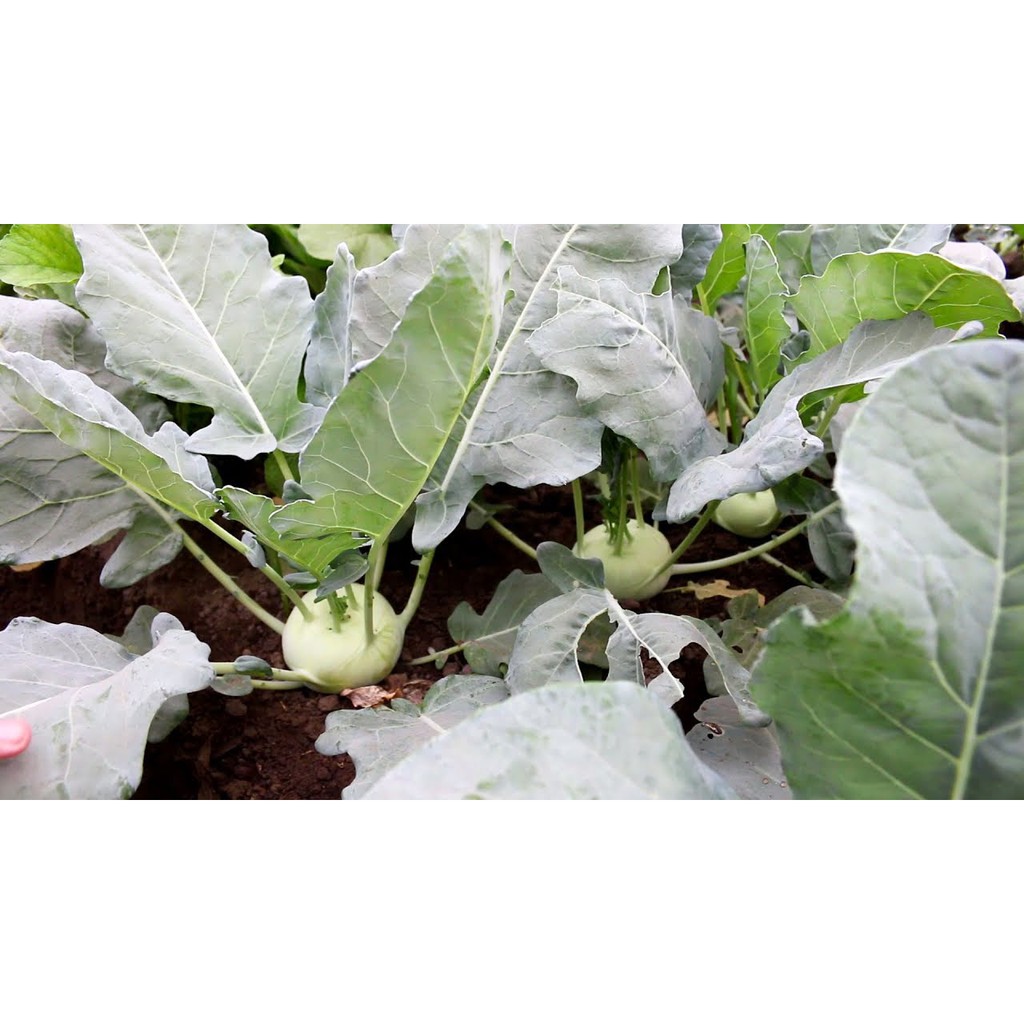 Benih Bibit Biji - Kohl Rabi Olivia F1 (Brassica oleracea gongylodes) Seeds - IMPORT