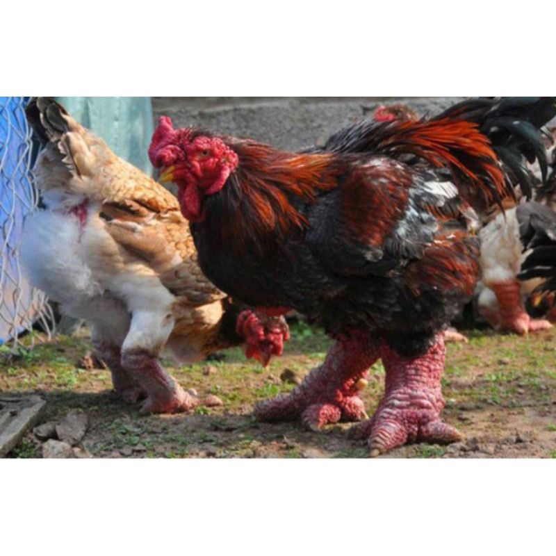TELUR AYAM DONG TAO /KAKI GAJAH DARI VIETNAM UNTUK DI TETASKAN
