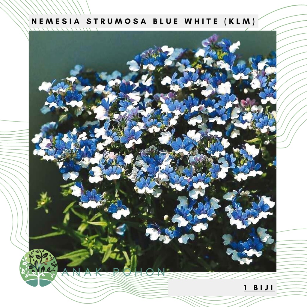 Benih Bibit Biji - Bunga Nemesia Strumosa Blue &amp; White KLM Biru Putih Flower Seeds - IMPORT