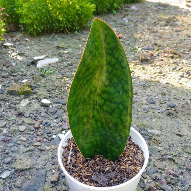 Sansevieria Masoniana