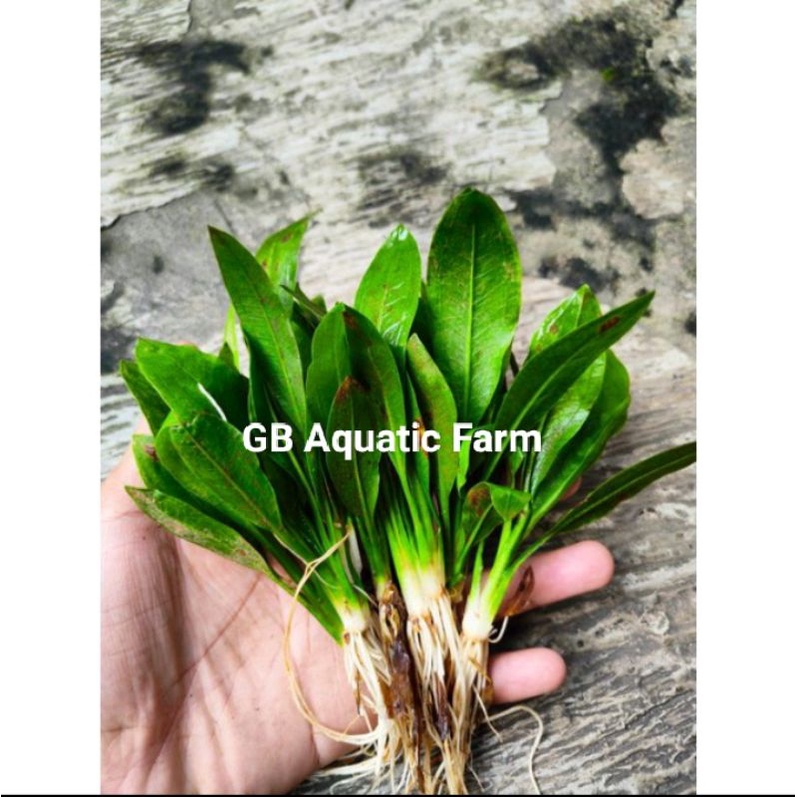Amazon sword (Echidonorus Amazon sword) tanaman Aquascape