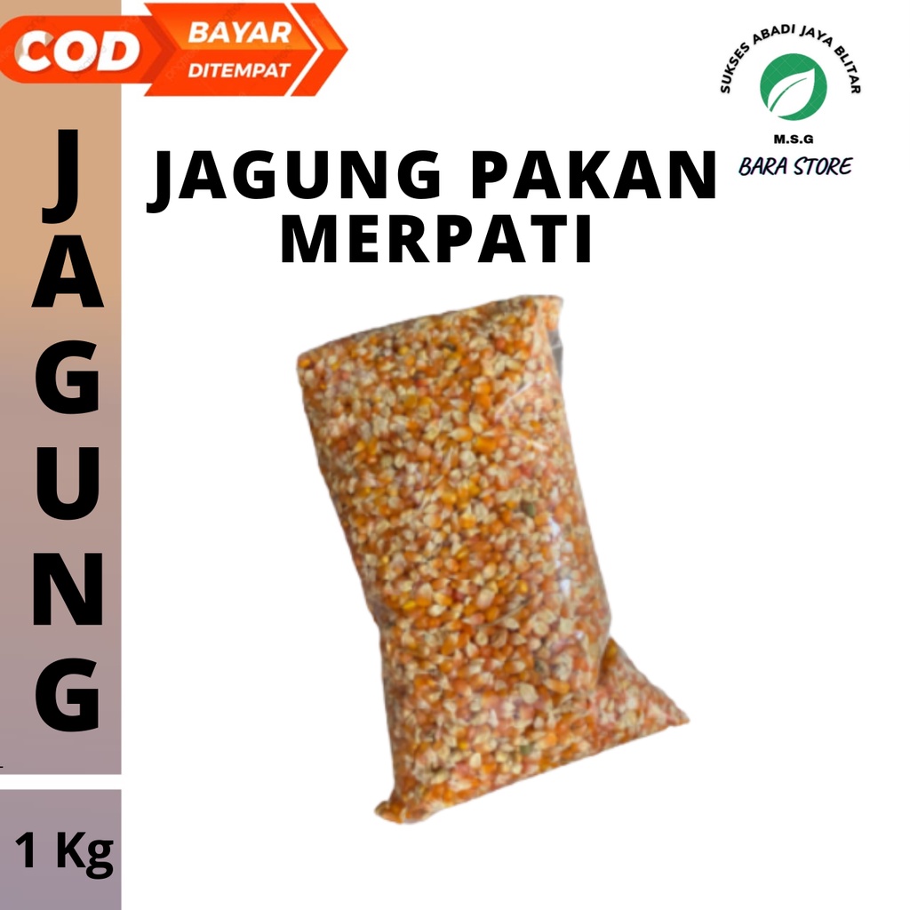 JAGUNG PAKAN MERPATI