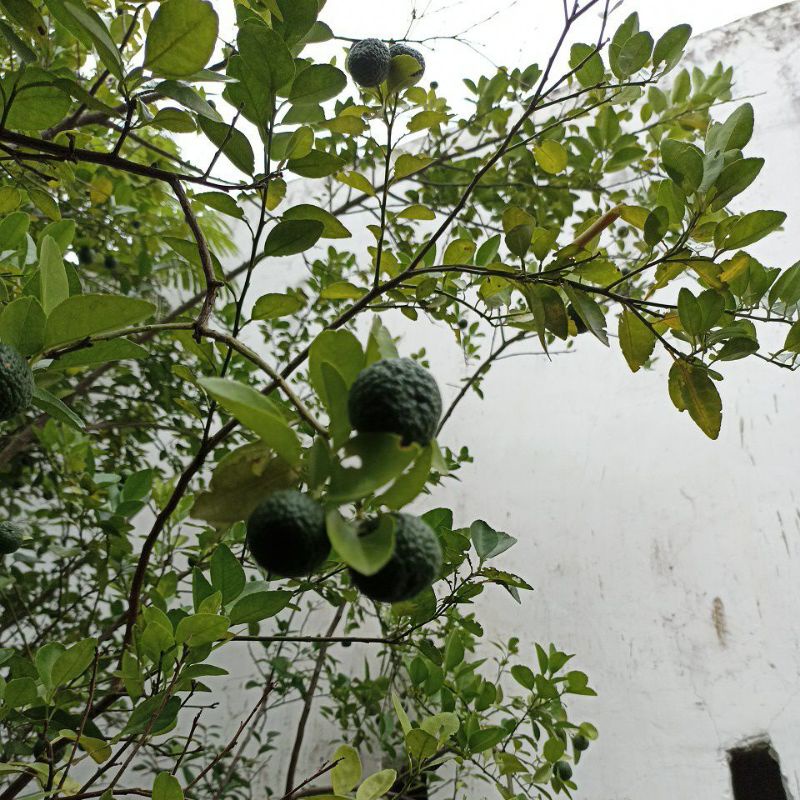 

jeruk limau segar