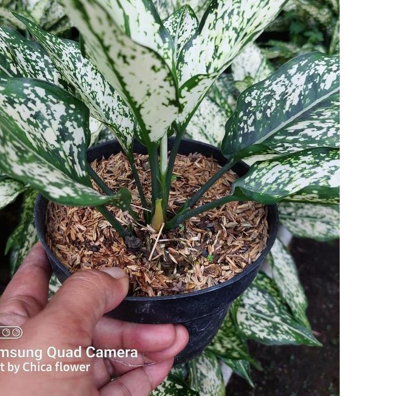 PROMOSI  7.7 TANAMAN HIAS AGLONEMA SNOW WHITE HARGA MURAH BERKUALITAS Terjangkau / Tanian Lokal / Bu