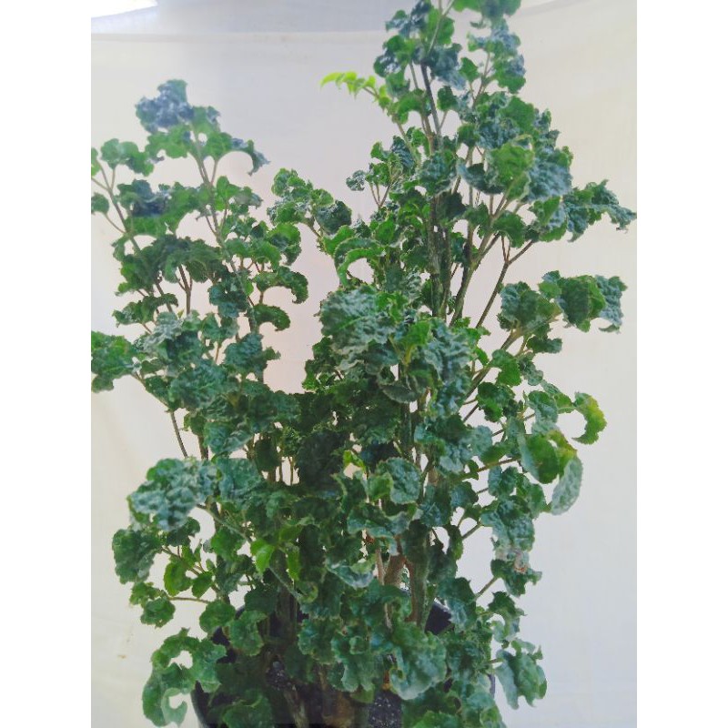 

bunga Black aralia