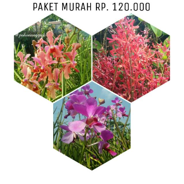Anggrek Paket Murah 2 ( Vanda Douglas spike, Jamestori Spike, dan Emmastori dewasa)