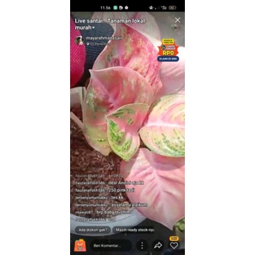 andini full mutasi....