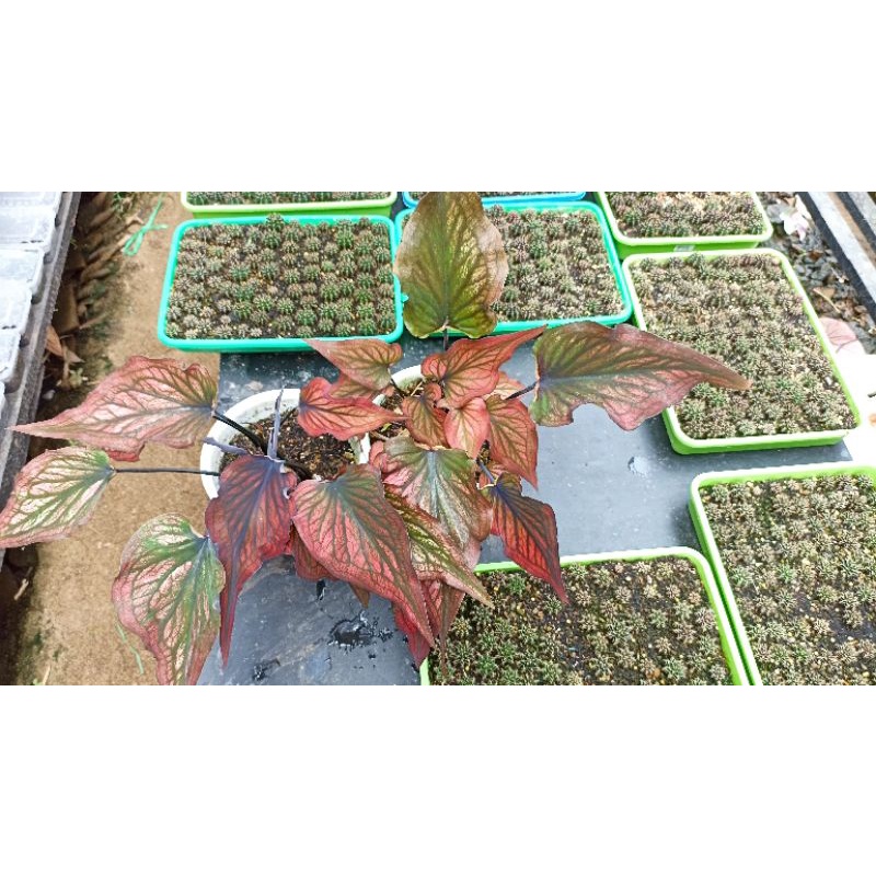 Caladium Red Stone / Keladi Red Stone