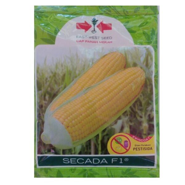 Benih Bibit Jagung Manis Secada F1 1800 Biji Cap Panah Merah Hibrida