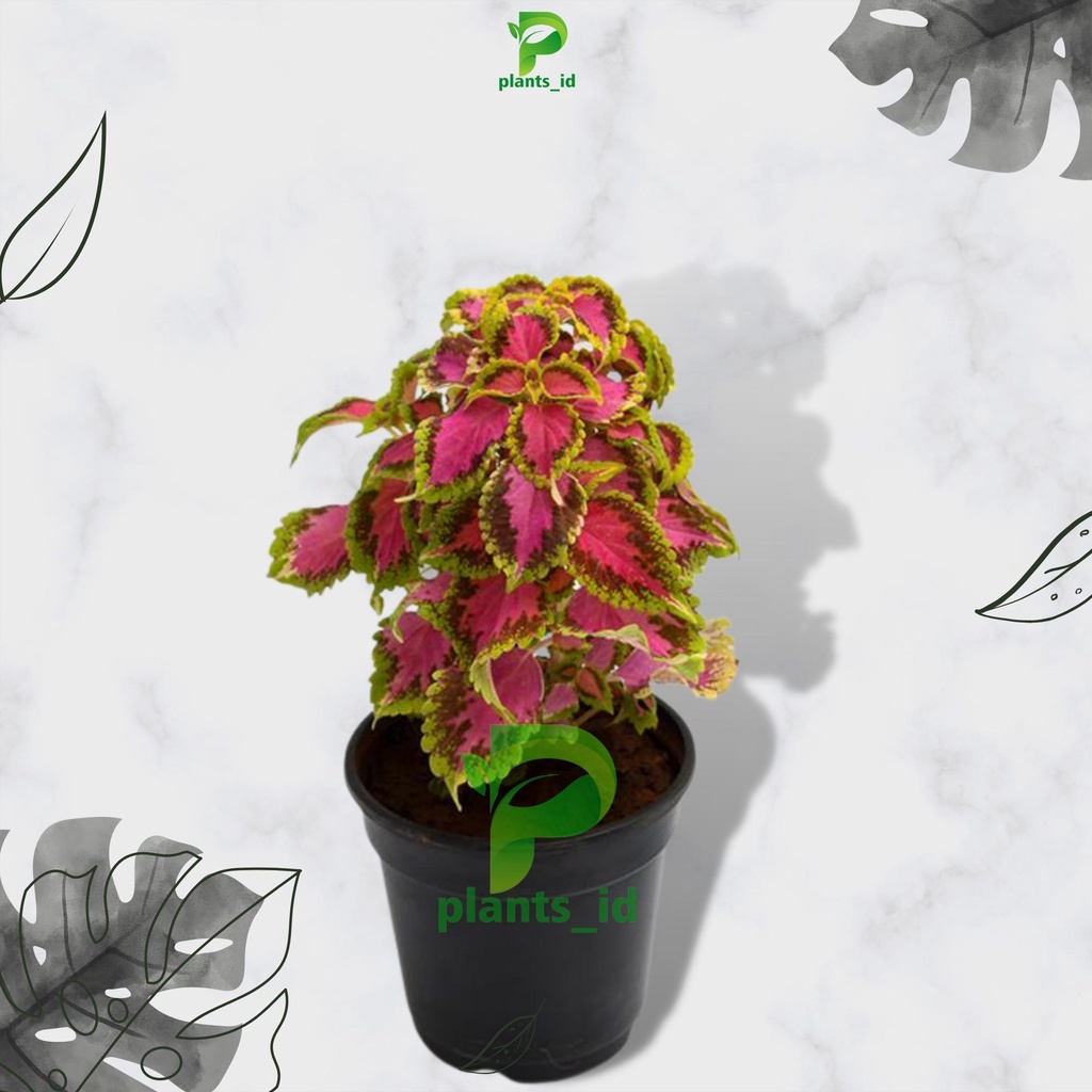 Tanaman Hias Miana Premium Tanaman Hias Miana Premium Tanaman Hias Miana coleus jawer kotok Iler Bun