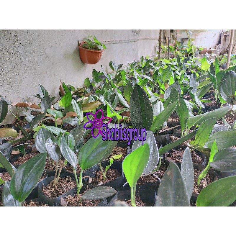 Tanaman hias scindapsus treubii black - scindapsus black