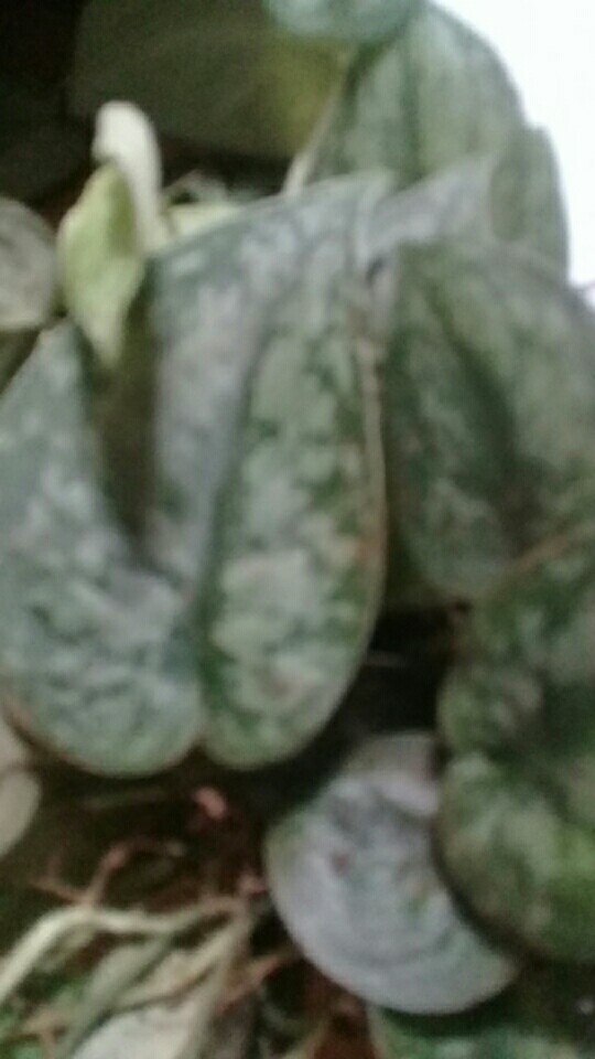 Scindapsus Exotica/sirih Silver