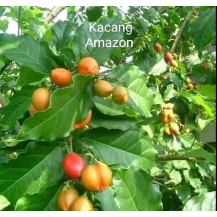 Jual Bibit Kacang Amazon Arab Herbal Beli 5 Gratis 1 Shopee Indonesia 0249