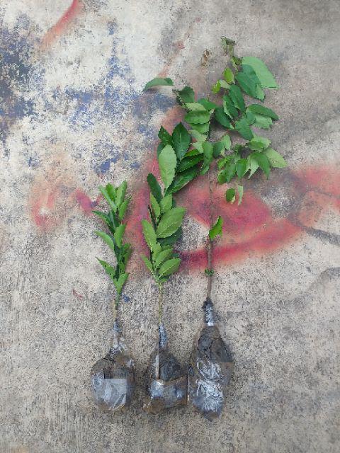 Bibit Lemon Australia