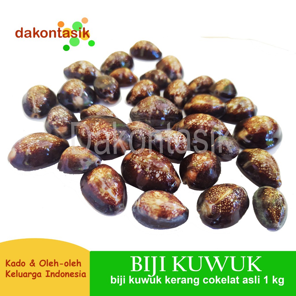 dakontasik - Biji Kuwuk Cokelat Kerang Asli 1 kg