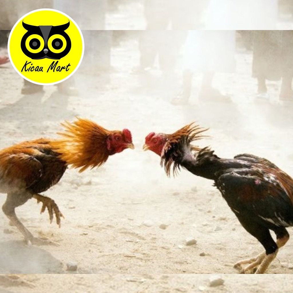 LARASATI PIL AYAM SABUNG JAMU HERBAL LARAS ATI OBAT LUKA AYAM JAGO ADUAN VITAMIN OBAT DOPPING AYAM JAGO BANGKOK LARASATI JAMU AYAM TARUNG AYAM JAGO BANGKOK
