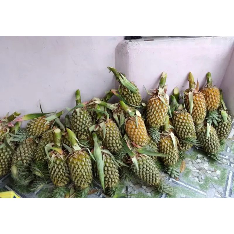 

Nanas Tuatunu Bangka