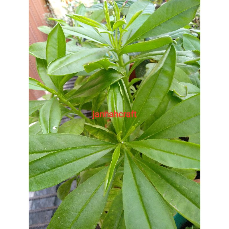 pohon ginseng