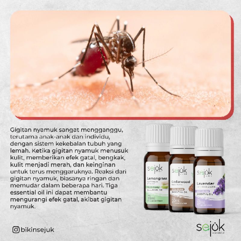 SEJUK Paket Bugs Away Essential Oil / Paket Hemat Aroma Terapi Anti Nyamuk Pure 100%