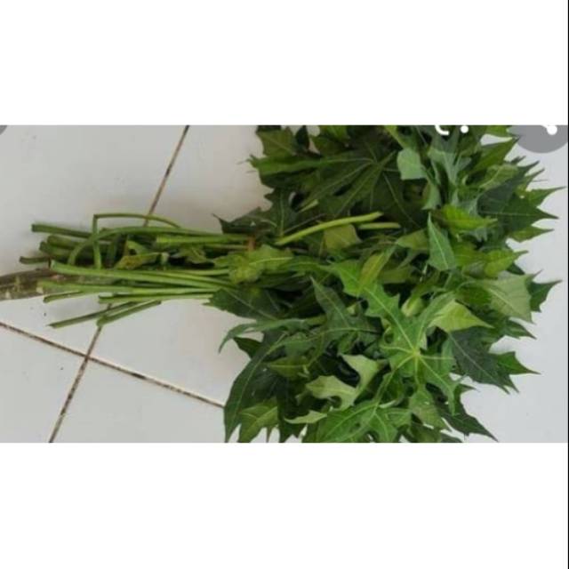 

Daun Pepaya / Daun Pepaya Jepang / 1ikat