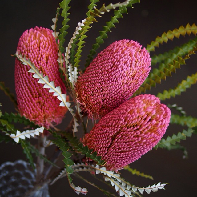 

Bunga kering banksia pink import asli