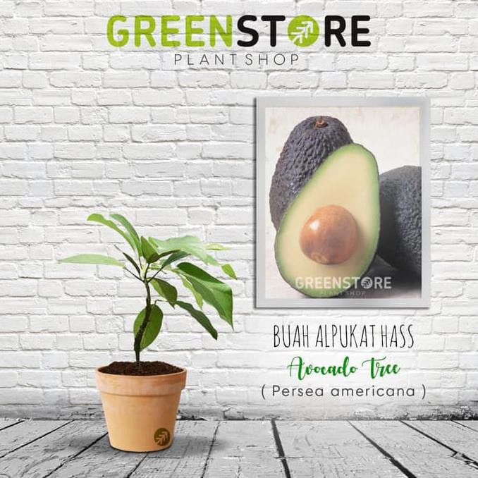 #_* Bibit Alpukat Hass *_@