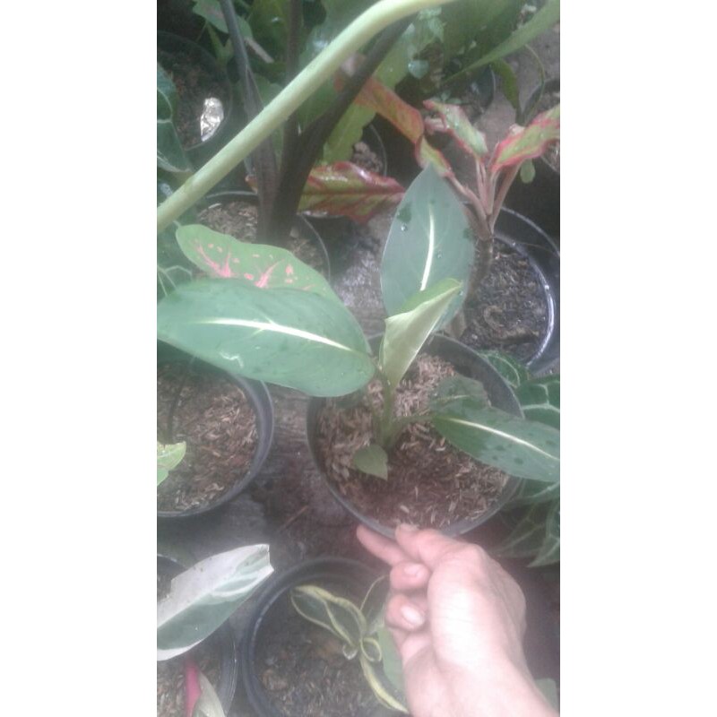 Tanaman hias sri rejeki blanceng neon-pohon sri rejeki