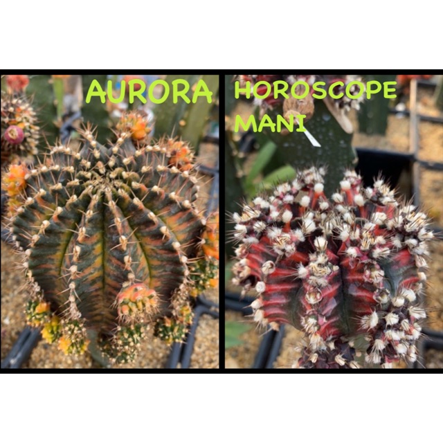 [LAST PACK] Gymnocalycium Mihanovichii Aurora X Horoscope Mani (imported)