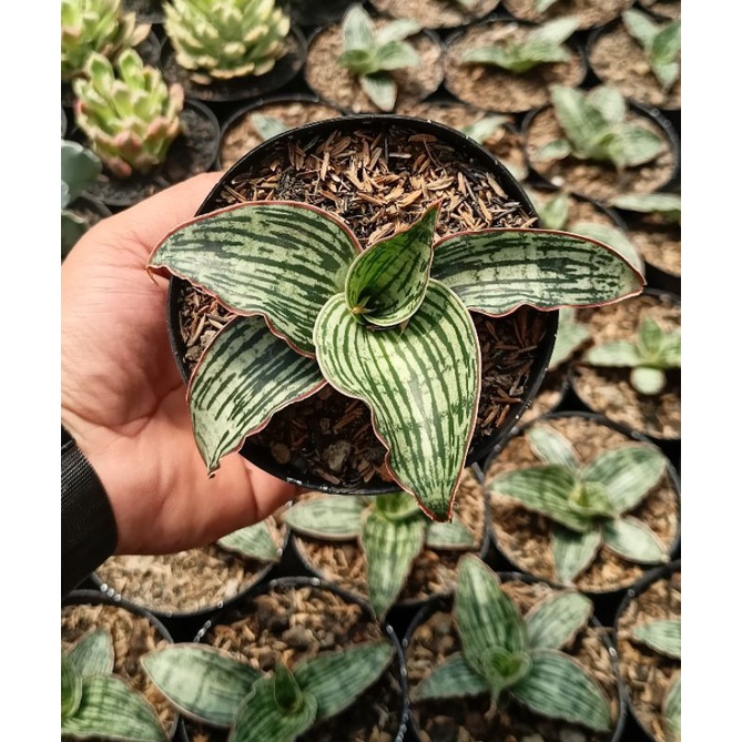Sansevieria Cleopatra