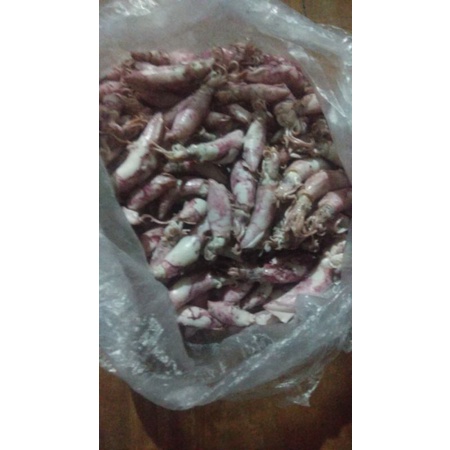 

cumi segar