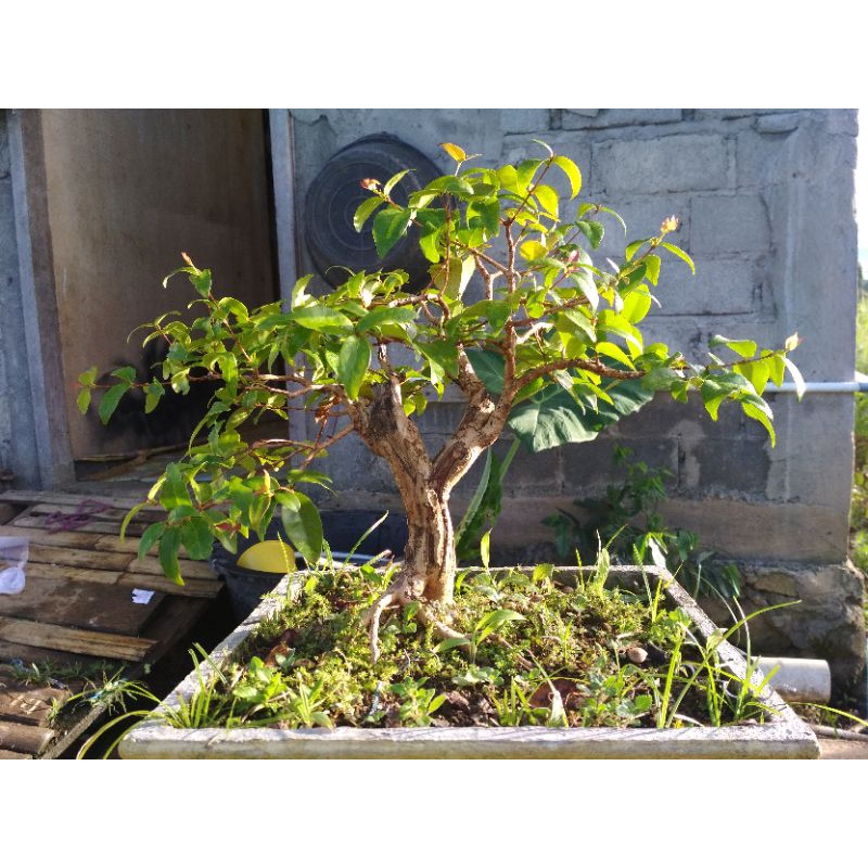 bonsai dewandaru
