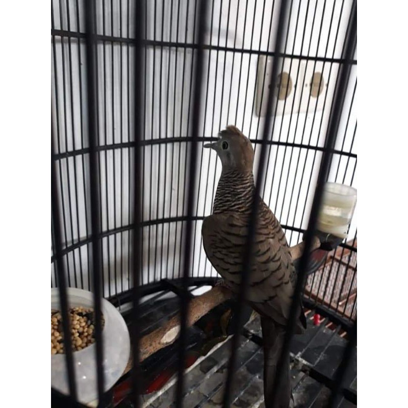 anakan dan dewasa perkutut bangkok  AF BIRDFARM