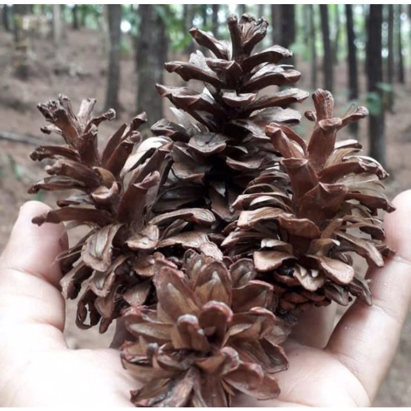 Biji pinus| ukuran sedang/ besar untuk hiasan rustic