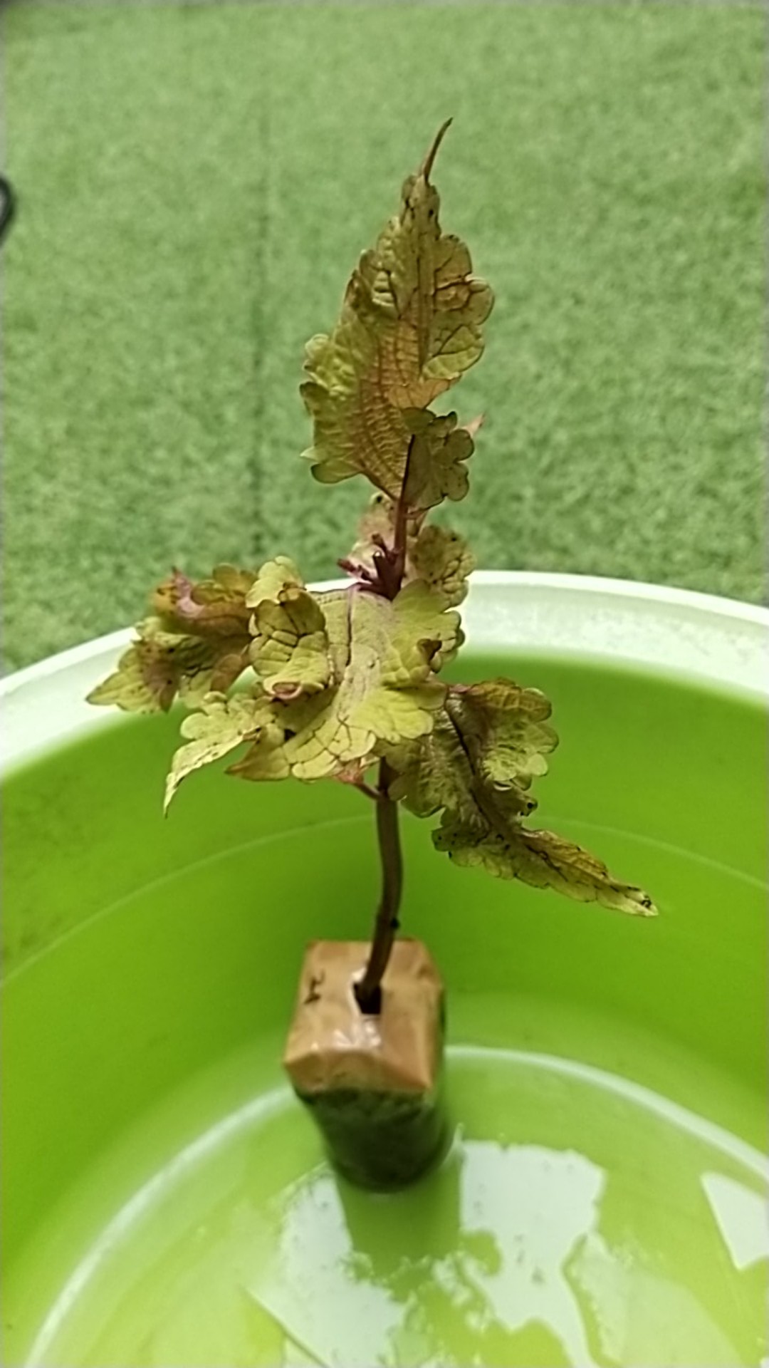 No 20 Tanaman Hias Miana/coleus/iler/jawer Kotok