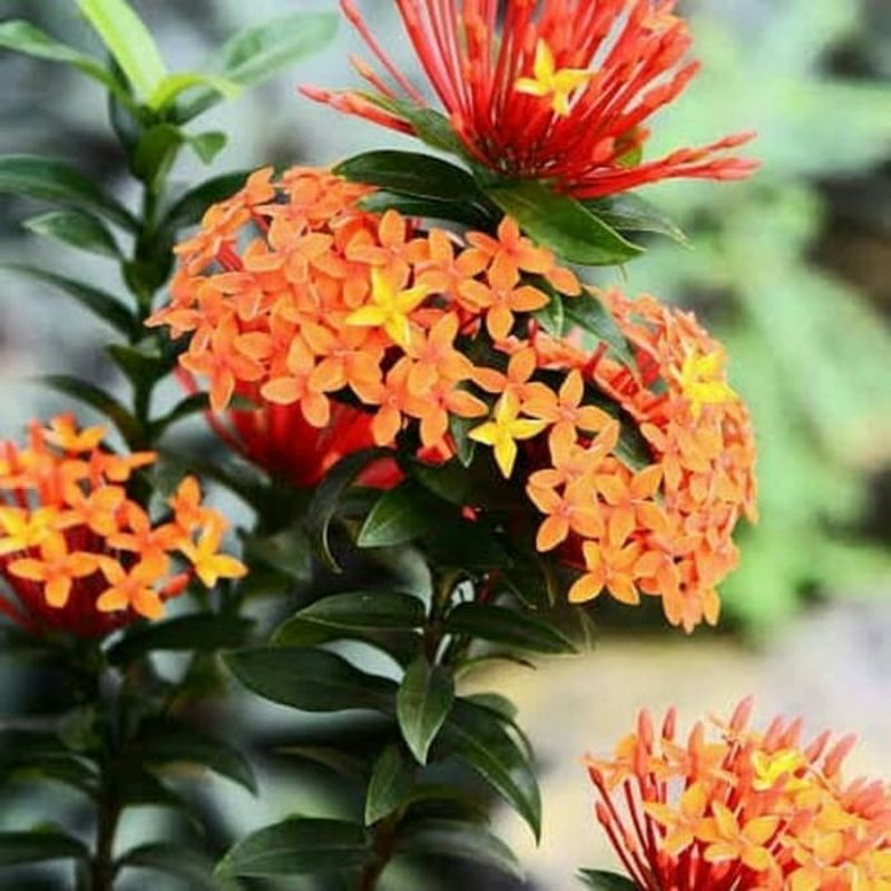 Tanaman Hias Asoka Mini - Bunga Asoka Hidup Oren