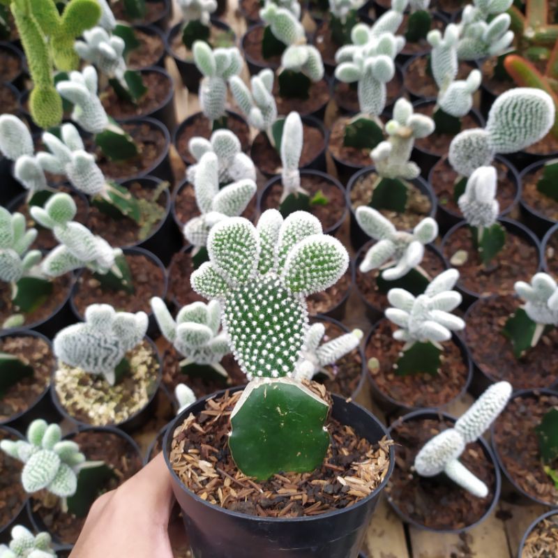 Kaktus Mickey grafting jumbo/ Kaktus Mickey/Opuntia microdasys